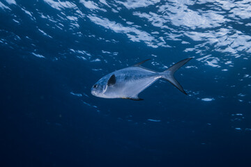 Jack Fish Swimming on the ocean with blue background