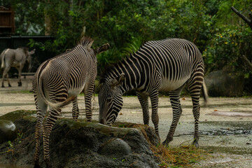 Fototapeta na wymiar Beautiful zebra animals are eating grass, mother and child zebras are eating