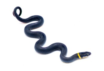 Southern ring necked or ringneck snake - Diadophis punctatus punctatus - top dorsal view body loops crawling slithering side view of head eye and yellow neck band isolated on white background