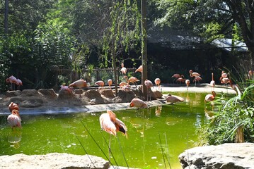 flock of flamingos in the lake