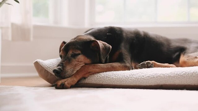 Peaceful Dog Sleeping on White Cozy Bed on Hardwood Floors Under Bay Window with Sunlight in Fall