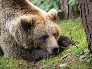 Tired brown bear lying on green grass. The sleepy wild animal is very cute and calm. The female Ursus arctos has a beautiful soft fur.