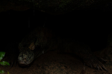 Komodo Dragon Varanus komodoensis hiding under the rock, Komodo Island