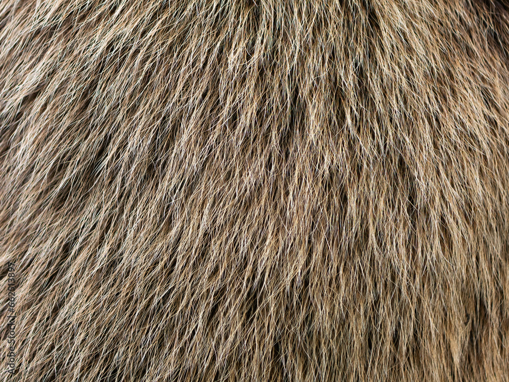 Wall mural Bear fur texture in a close up. The hair of a Ursus arctos animal is fluffy and soft. The structure can be used as abstract background.