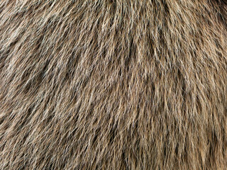 Bear fur texture in a close up. The hair of a Ursus arctos animal is fluffy and soft. The structure...