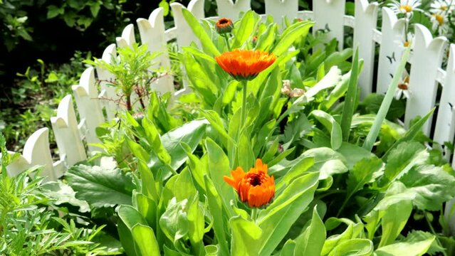 4k video, close-up view of calendula flowers growing in a flower bed surrounded by a white decorative fence