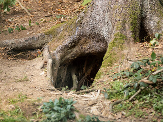 Den of a brown bear to hibernate. The animal digged a hole beneath a tree. The roots are keeping the dirt together that the den does not collapse. The area in front of a cave is dangerous.