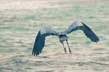 A heron starting to fly taking at Galapagos, Ecuador