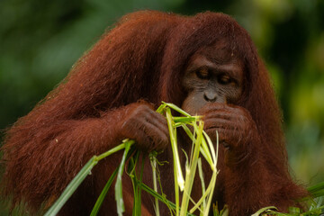 Adult orangutan smelling and eating a huge amount of the green grass