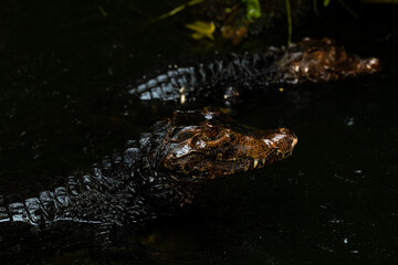 Portrait of the two Caimans over dark background on a rainy day from Ecuador