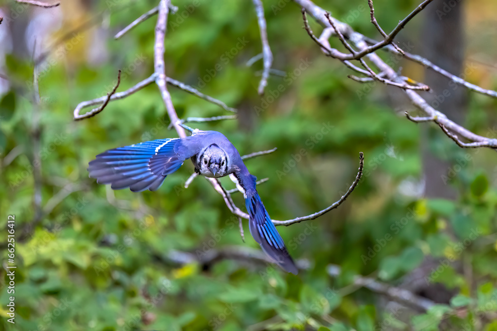 Wall mural Blue Jay ( Cyanocitta cristata ) in flight