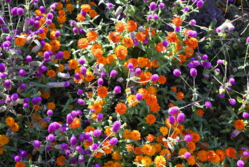 colorful flowers