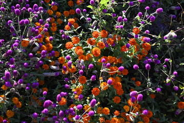 flowers in the garden