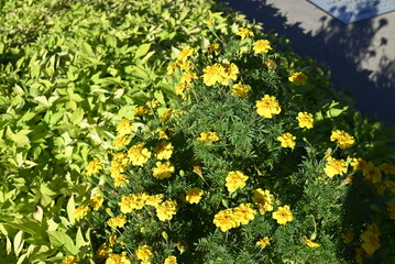 yellow flowers background