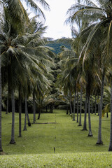 Palm Field near Port Douglas in Queensland, Australia.