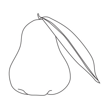 Jambu air or water apple outline vector illustration, suitable for coloring book and graphic design elements