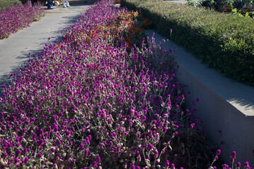 lavender field region