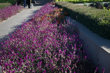 lavender field in region
