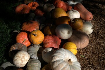 pumpkins on a farm