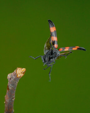 bister on a leaf