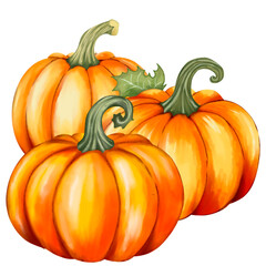 Autumn pumpkin illustration