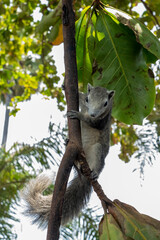 A squirrel sits on a thin branch, holding it tightly with its paws.
Finlayson's squirrel lives in Cambodia Laos Myanmar Thailand and Vietnam. 
