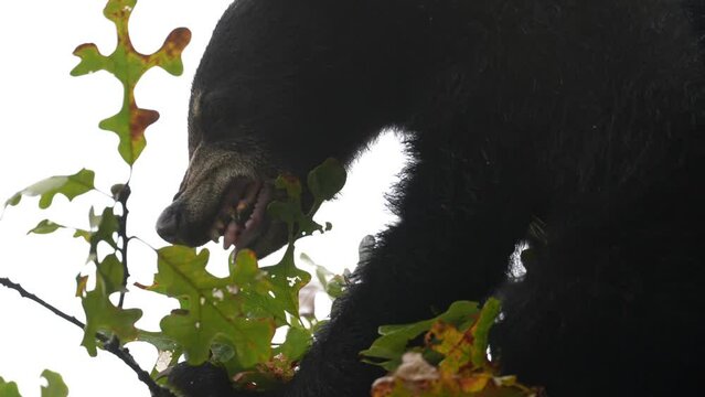 Black Bear (Ursus americanus) cub in an Oak tree eating acorns, preparing for winter hibernation. October in Tennessee. Slow motion, 1/2 natural speed