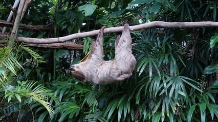 Sloth clings to branch in the wild