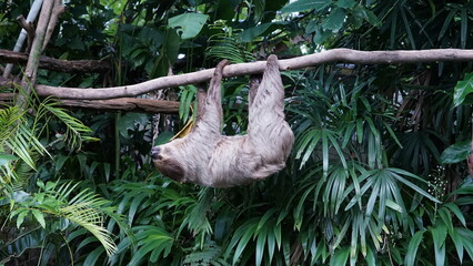The sloth was hanging on the branch of a tree.