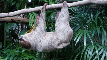 The sloth was hanging on the branch of a tree. © Kingsakai