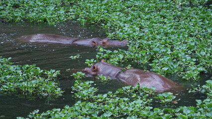 The park A hippopotamus is taking a dip in the river.
