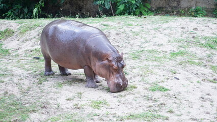 hippopotamus in the wild