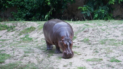 wild boar in the wild