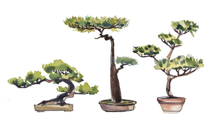watercolor botanical illustration hand drawn bonsai set isolated