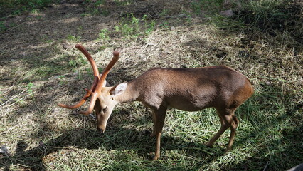 The young deer is in a green bush.