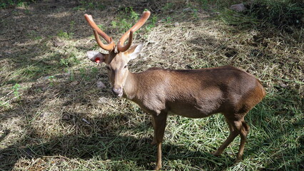 deer in the forest