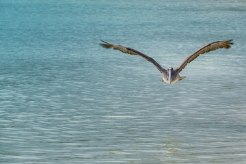 A lone pelican flies low over the calm, crystal-clear waters of a beach in the Galapagos Islands