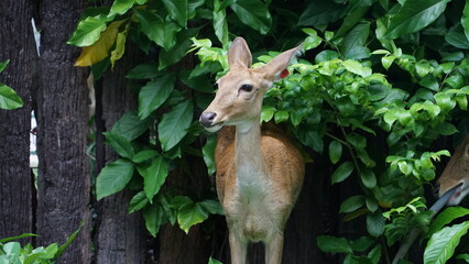 The young deer is in a green bush.