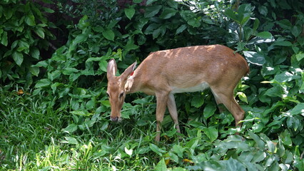 Brown deer munching on grass