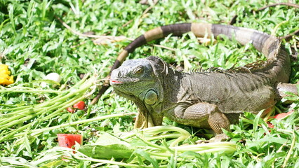 Obraz premium Iguana sunbathing on the grass