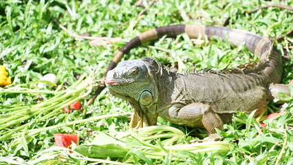 Iguana sunbathing on the grass