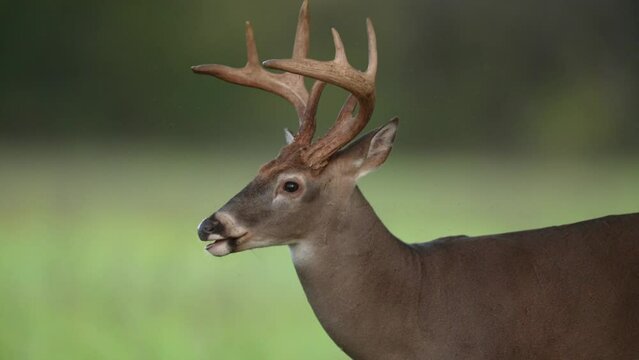 Whitetail deer buck eating acorns, October in Tennessee, Slow motion, 1/2 natural speed