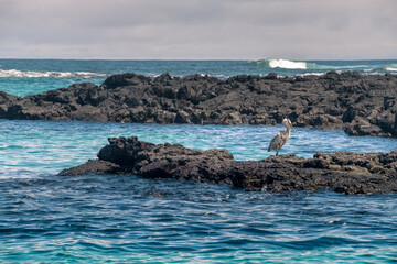 A heron resting on some rocks on a beach in the Galapagos Islands, Ecuador