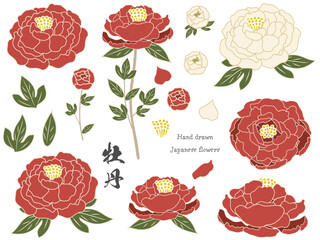 ベクターで描いた美しい牡丹の花　スタイリッシュでモダンな日本の花　東洋的　和柄　着物　和服のデザイン　素材セット © 桜 みずき