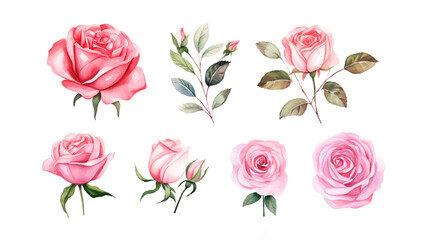 Flowers roses in watercolor, on white background
