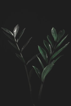 zamioculca Noir