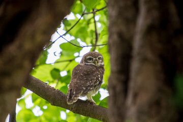 A spotted owl (Athene brahma) stands on a branch with big eyes. Bharatpur Bird Sanctuary in Keoladeo Ghana National Park, India.