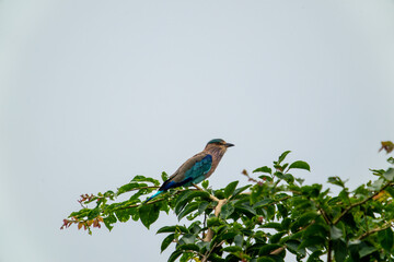 There is a Indian Roller on the branch. Bharatpur Bird Sanctuary in Keoladeo Ghana National Park, India.