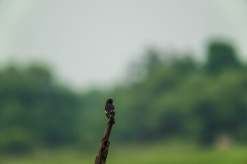 Oriental magpie-robin (Copsychus saularis) standing on a tree branch. Bharatpur Bird Sanctuary in Keoladeo Ghana National Park, India.