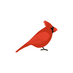 vector drawing sketch of red bird, hand drawn northern cardinal, isolated nature design element